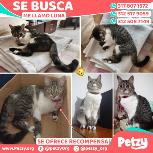 Foto de mascota Luna