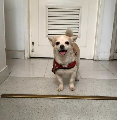 Simba