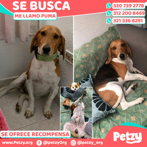 Foto de mascota Puma