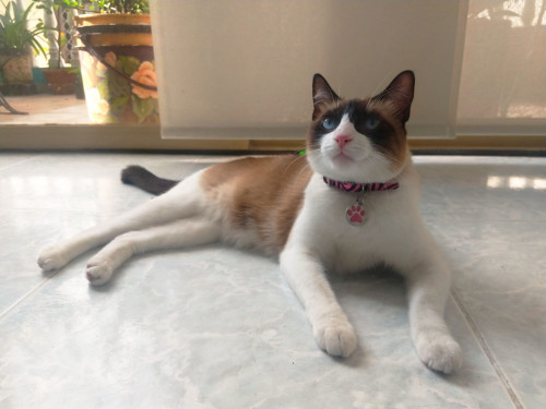 Bella