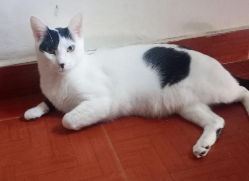 Mailo Y Oreo