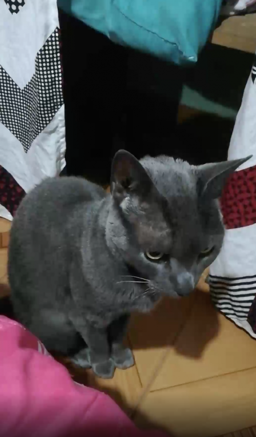 Gris