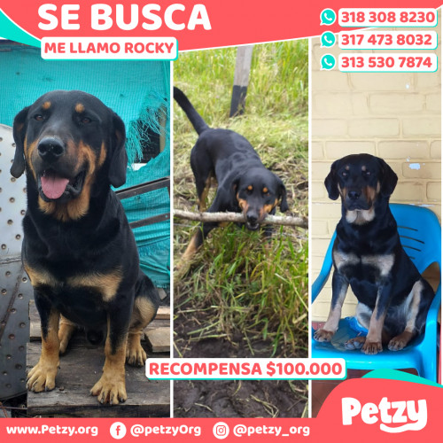 Foto de mascota Rocky