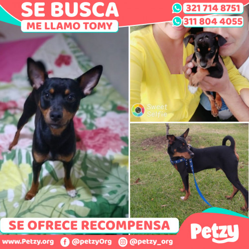 Foto de mascota Tomy 