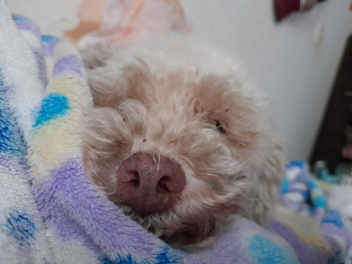 Mateo