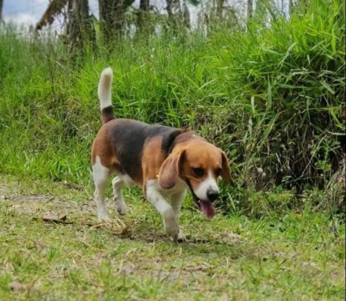 Bruno