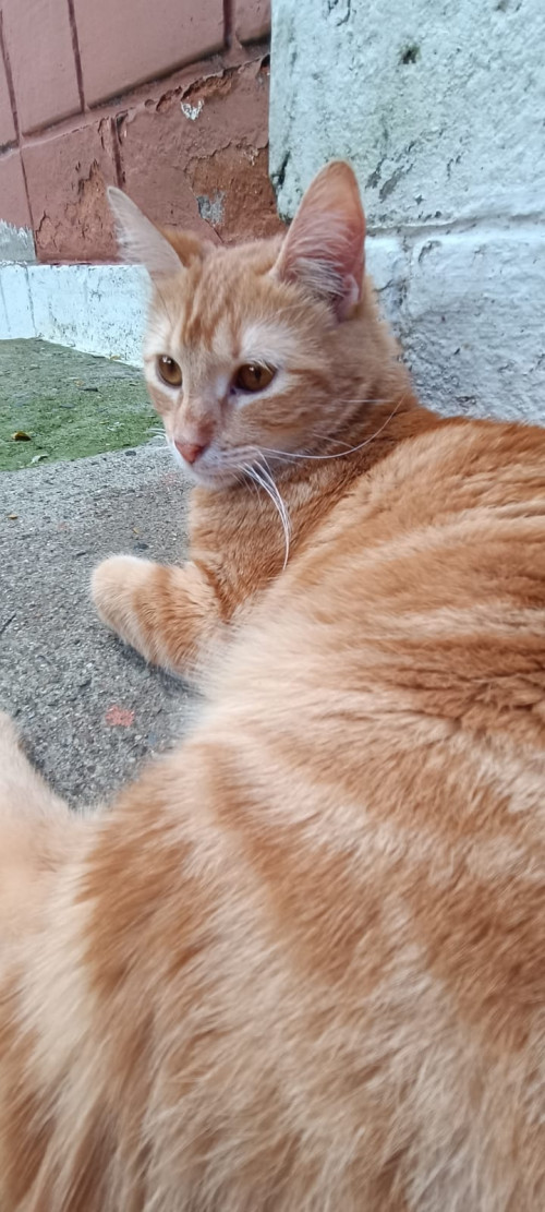 Maqui