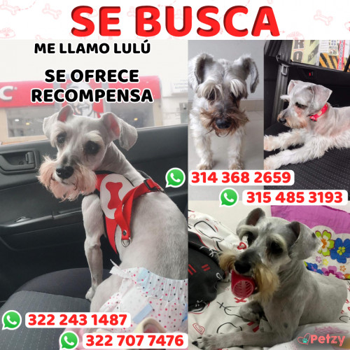 Foto de mascota Lulú 