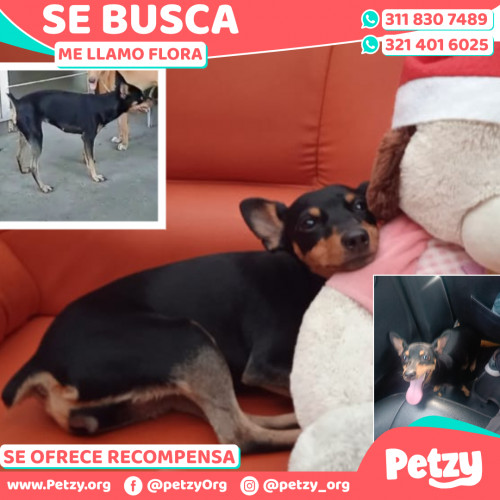 Foto de mascota Flora