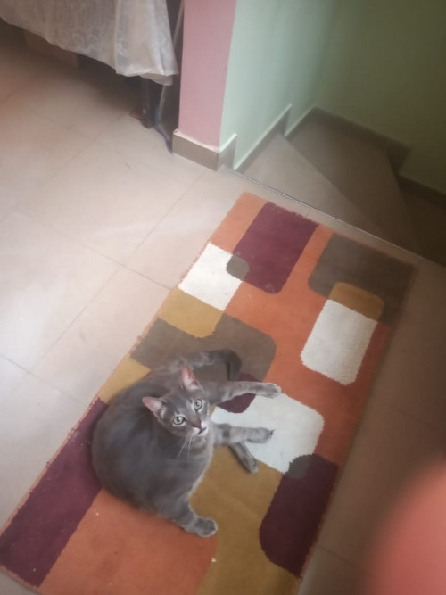 Yango