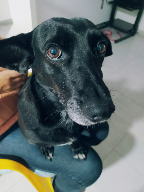 Maya