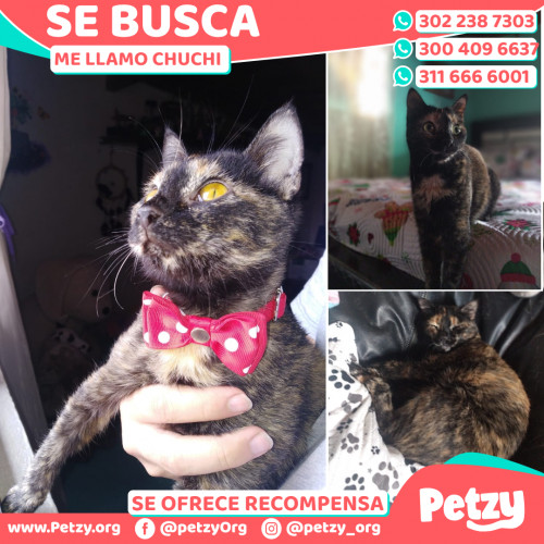 Foto de mascota Chuchi 