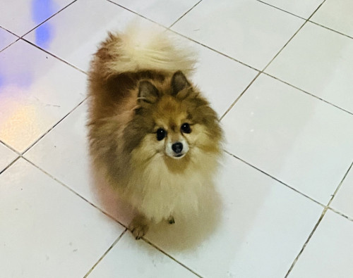 Nano