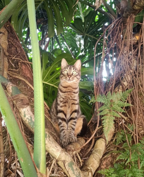 Bowie