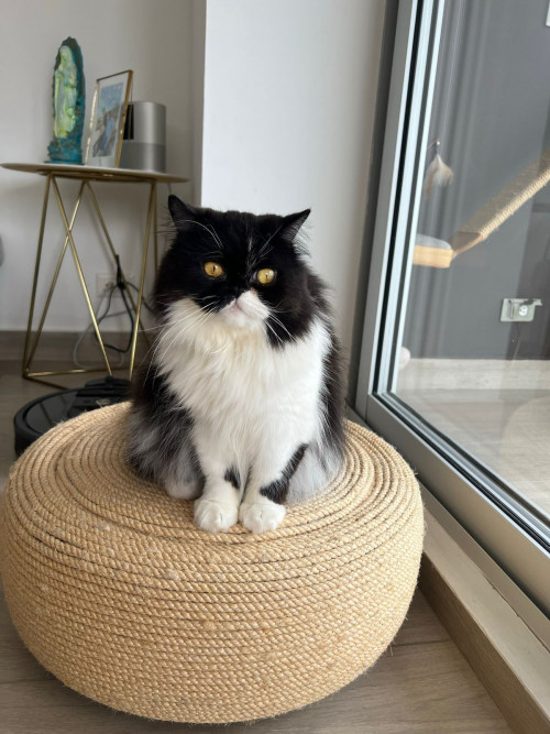 Molly