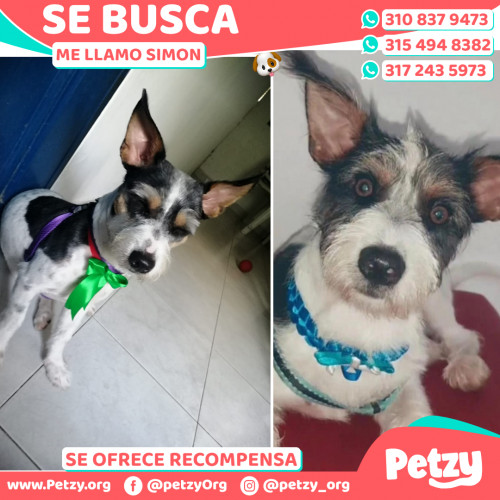 Foto de mascota Simon