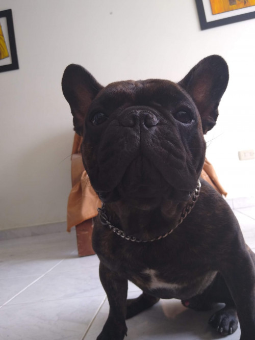 Perseo