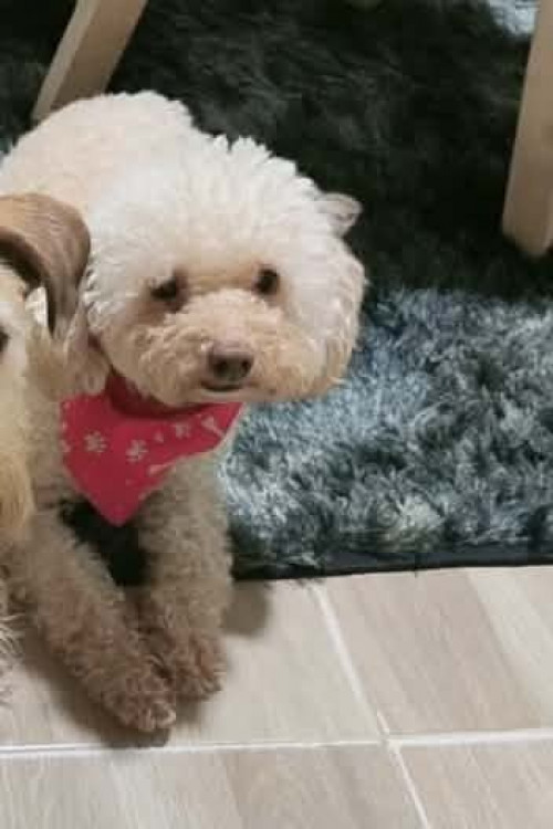 Canela