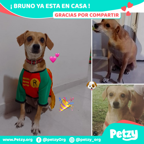 Foto de mascota Bruno