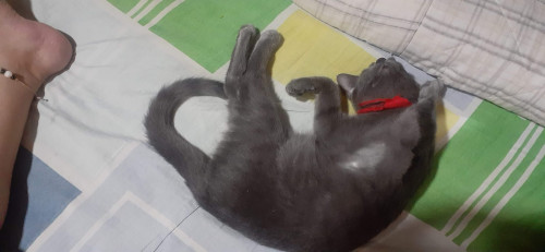 Michu