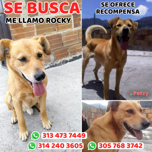 Foto de mascota Rocky