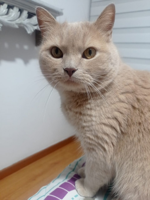 Romeo