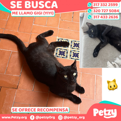 Foto de mascota Gigi (yiyi)