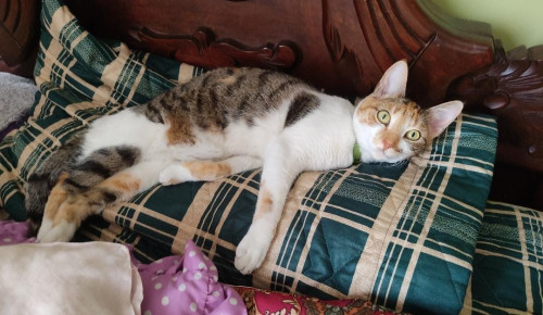Frida