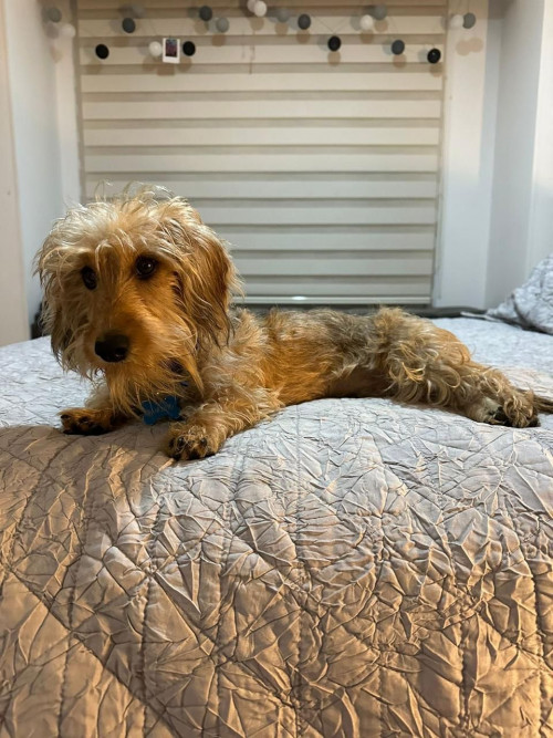 Panchito