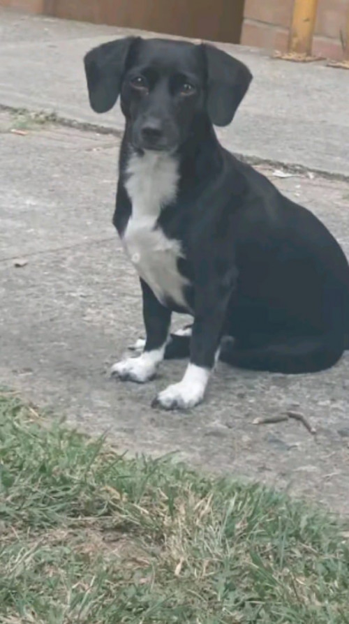 Fresita