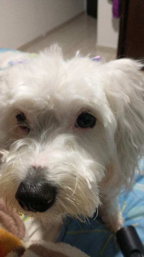 Sammy