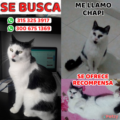 Foto de mascota Chapi