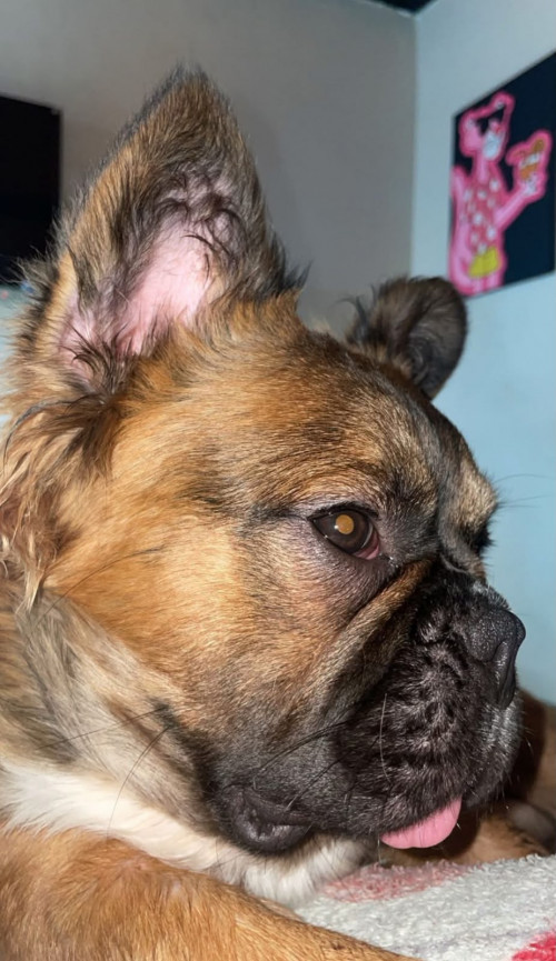 Dexter
