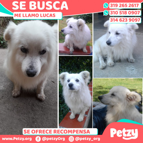 Foto de mascota Lucas