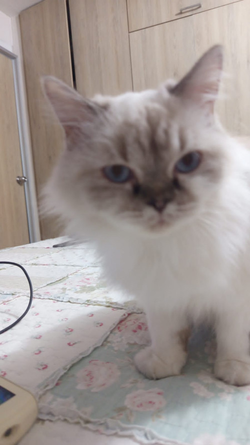 Michi