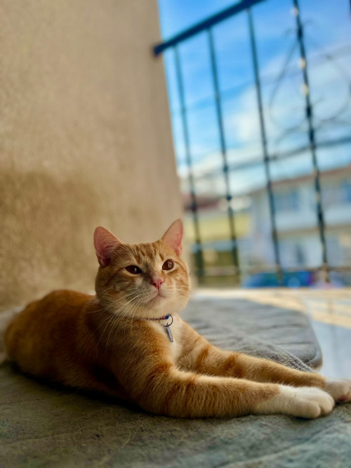 Loky