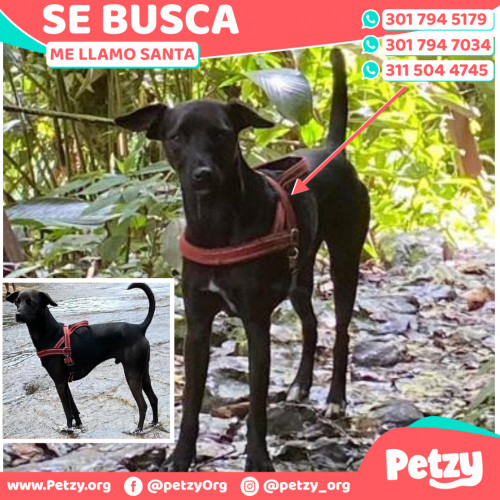 Foto de mascota Santa