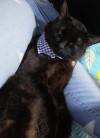 Foto de Anubis en Villavicencio Meta #0