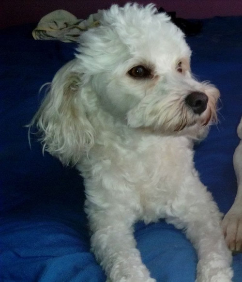 Toby