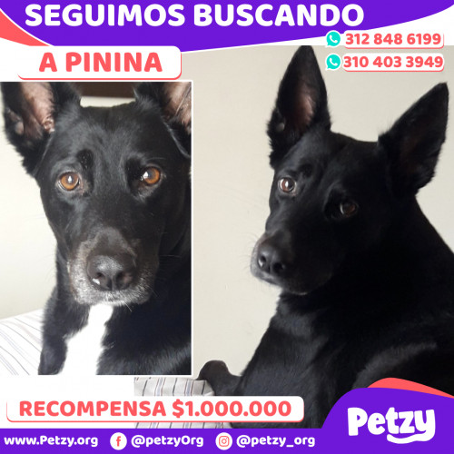 Foto de mascota Pinina