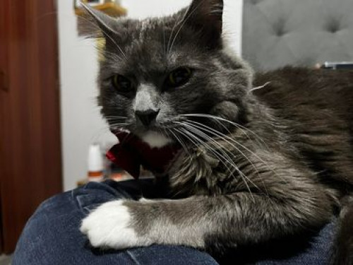 Merlín