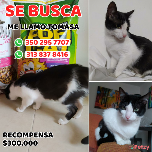 Foto de mascota Tomasa