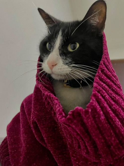 Keanu 