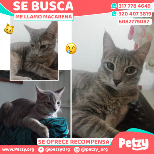 Foto de mascota Macarena