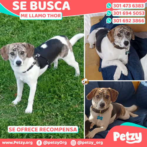 Foto de mascota Thor