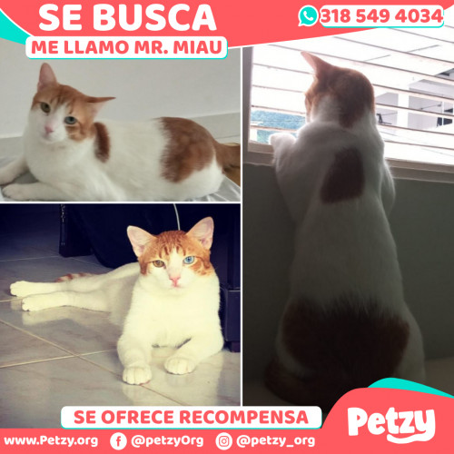 Foto de mascota Mr. Miau