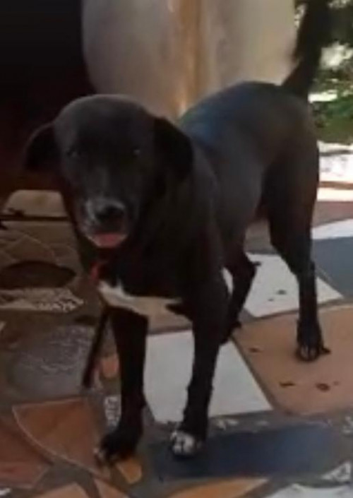 Negra