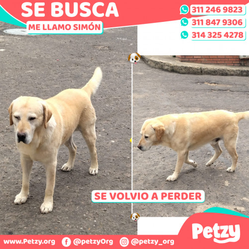 Foto de mascota Simón