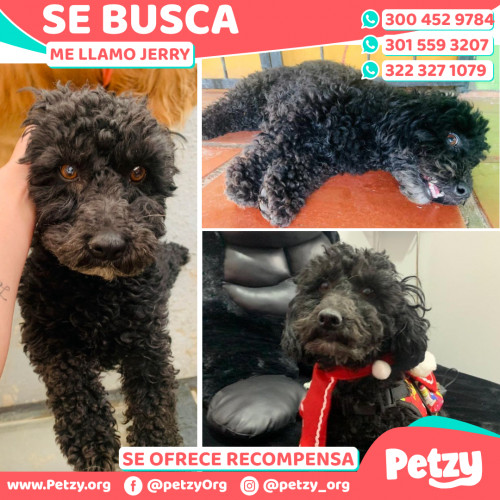 Foto de mascota Jerry