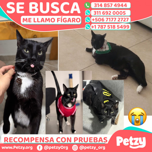 Foto de mascota Fígaro